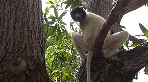 Lémurien de Madagascar
