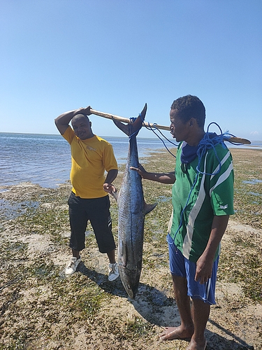 Large albacore tuna of Madagascar